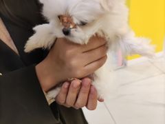 -宠爱多约克夏马尔济斯泰迪小型犬专卖