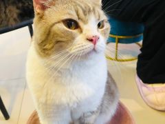 -平行世界·猫咖(首经贸店)