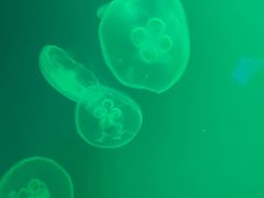 -福州罗源湾海洋世界旅游区