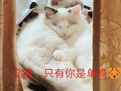 -Bastet sally猫舍购宠(静安店)