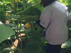 -万源龙顺度假庄园生态观光园