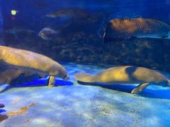 -烟台海昌鲸鲨海洋公园