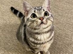 -爱侣宠医·鹦鹉专科·小型哺乳类·异宠专科(灵石路店)