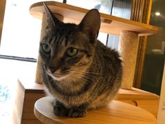 -more than meow吴止猫主题餐厅(承德 中船汇店)