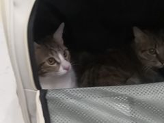 -瑞派罗医生宠物诊所(古镇分所)