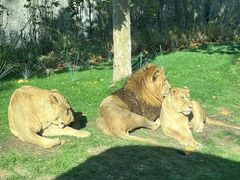 -北京野生动物园