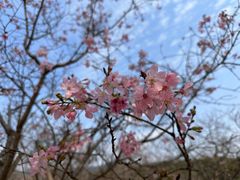 -天适樱花悠乐园