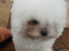 -佳雯宠物医院·皮肤科·内外科(春晓路分院)