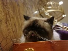 -more than meow吴止猫主题餐厅(承德 中船汇店)