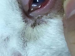 -嘉馨宠物医院·CT影像转诊·心脏科·犬猫全科诊疗中心(下沙大学城院区)