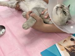 -北京观赏动物医院·24小时大型综合·猫专科·异宠专科