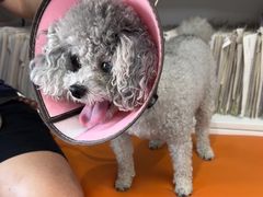 -爱侣宠医·鹦鹉专科·小型哺乳类·异宠专科(灵石路店)