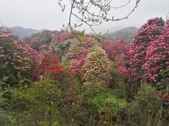 -贵州百里杜鹃风景名胜区