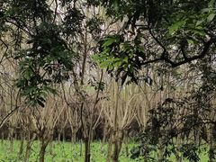 -张坝桂圆林公园
