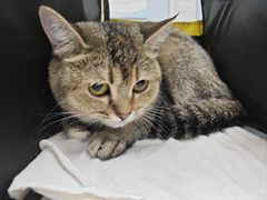 -纳吉亚猫专科动物诊疗中心(蒋宅口分院)