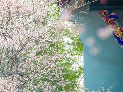 -青羊宫