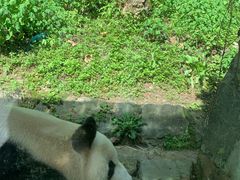 -都江堰中华大熊猫苑