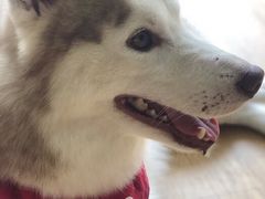 momo-Husky Go! 哈士奇体验馆·宠物咖啡厅狗咖