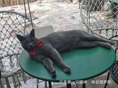 -喵屿·大理花园猫咖