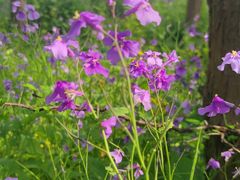 -上海共青森林公园