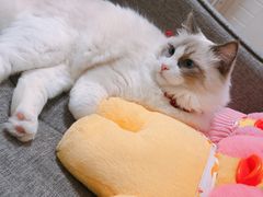 -红辣椒·川菜·火锅(张杨路店)