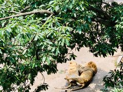 -大连森林动物园