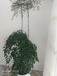 -HEYAN荷妍专业脱毛连锁机构