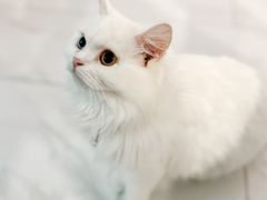 -楼上猫咖(罗湖店)
