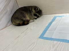 -浣熊柯尔鸭土拨鼠·电玩咖