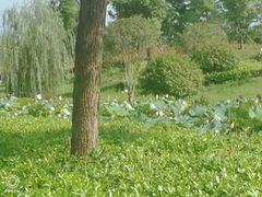 -四里河滨水生态公园