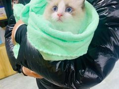 -欣宠猫屋·矮脚拿破仑·蓝金金渐层