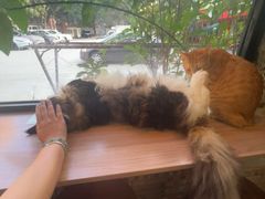 -豆逗聊愈猫阁Easy Life