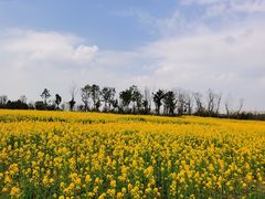 -白鹭湾湿地公园