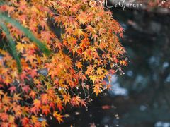 -南山植物园
