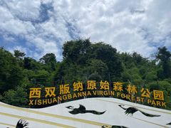 -西双版纳原始森林公园