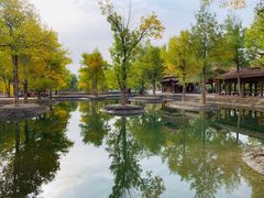 -金塔沙漠胡杨林景区