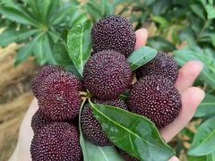 -东山风景区(洞庭东山)