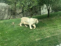 -北京野生动物园