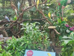 -广州长隆飞鸟乐园