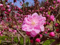 -海棠花溪(元大都城垣遗址公园)
