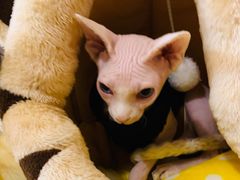 -Sweet cat·星愿猫咖(国贸大厦店)