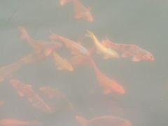 -千岛湖希尔顿休闲艇俱乐部