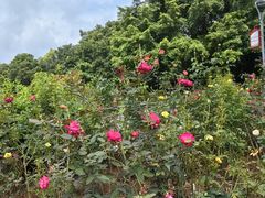 -东莞植物园