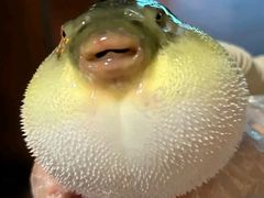 -肆月河豚·淮扬菜·湘菜(华天店)
