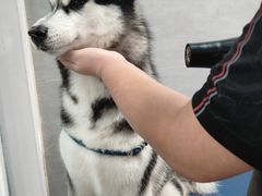 -宠福鑫康馨动物医院·骨科·眼科