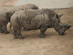 -西霞口神雕山野生动物世界