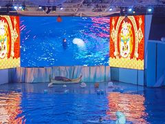 -海合安青岛极地海洋公园