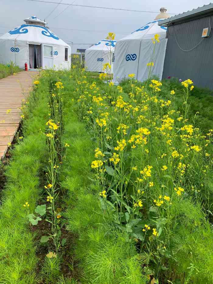 天外居山庄(张北店)-"离草原天路很近,预定了这家的豪华蒙古包,.