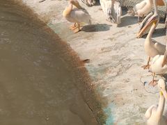 -广州长隆飞鸟乐园