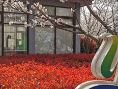 -高东镇樱花园